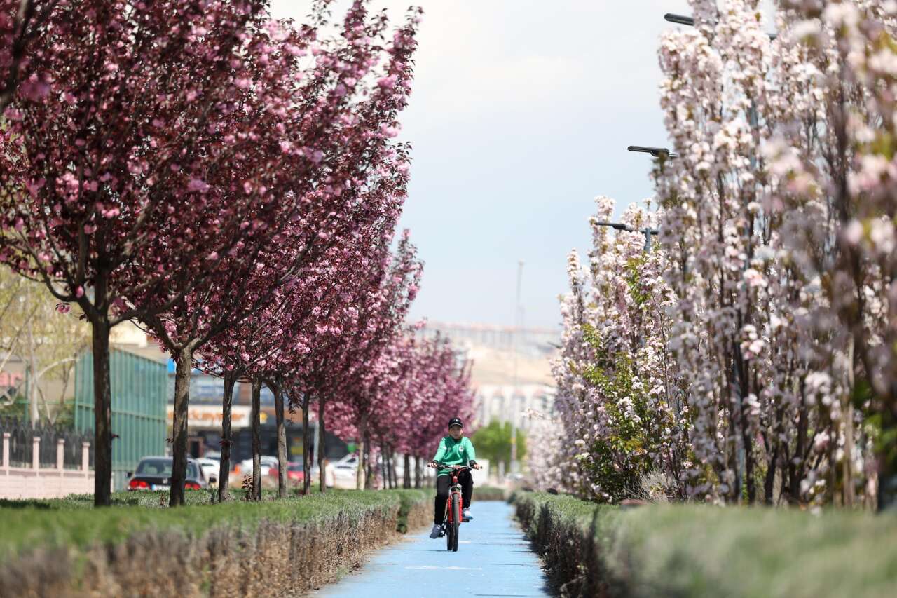 Burası Japonya değil, Konya! Sakuralar çiçek açtı 21